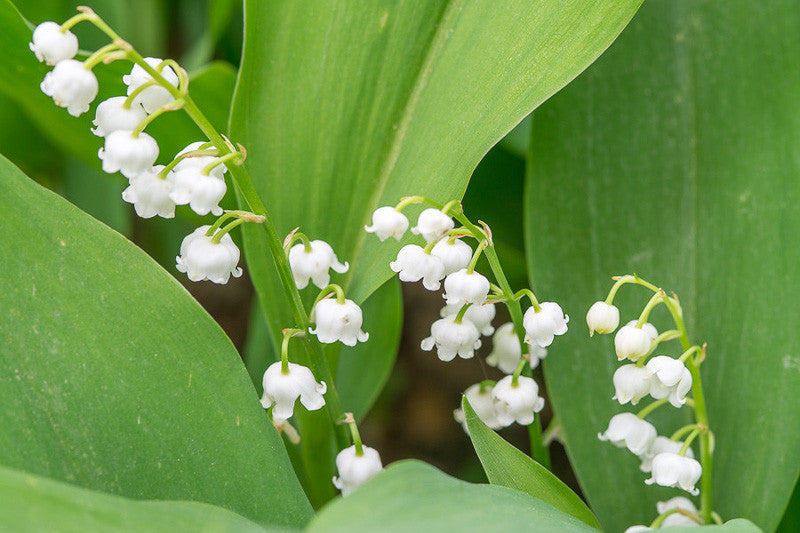 Comment et Quand Planter le Muguet