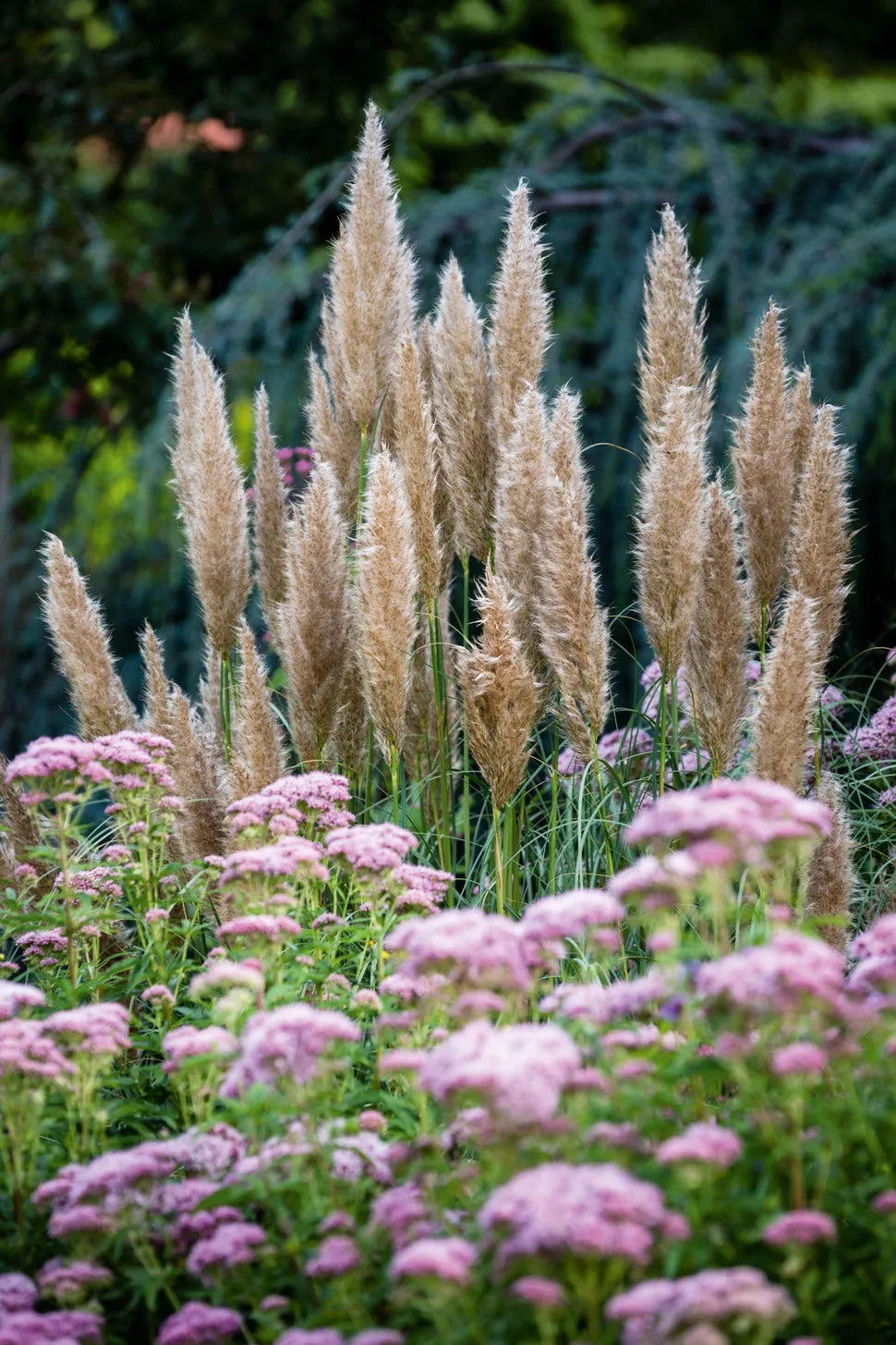 Cortaderia selloana 'Aureolineata