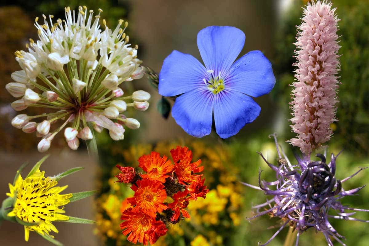 Fleurs en voie de disparition