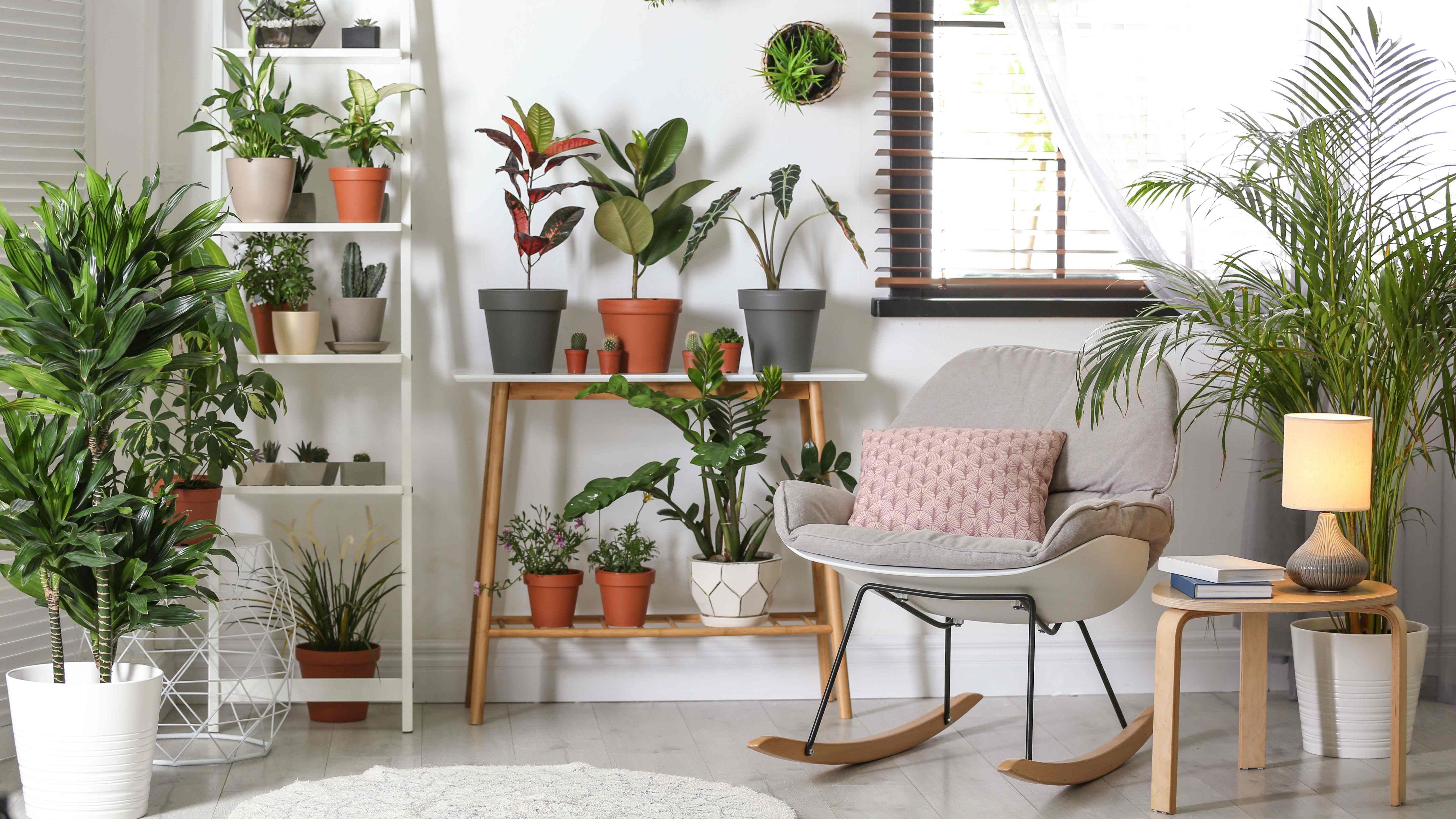 Les Meilleures Plantes d'Intérieur pour la Décoration de la Maison !