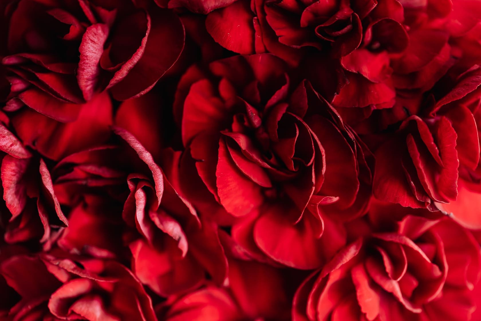 Quelles fleurs offrir pour la Saint-Valentin