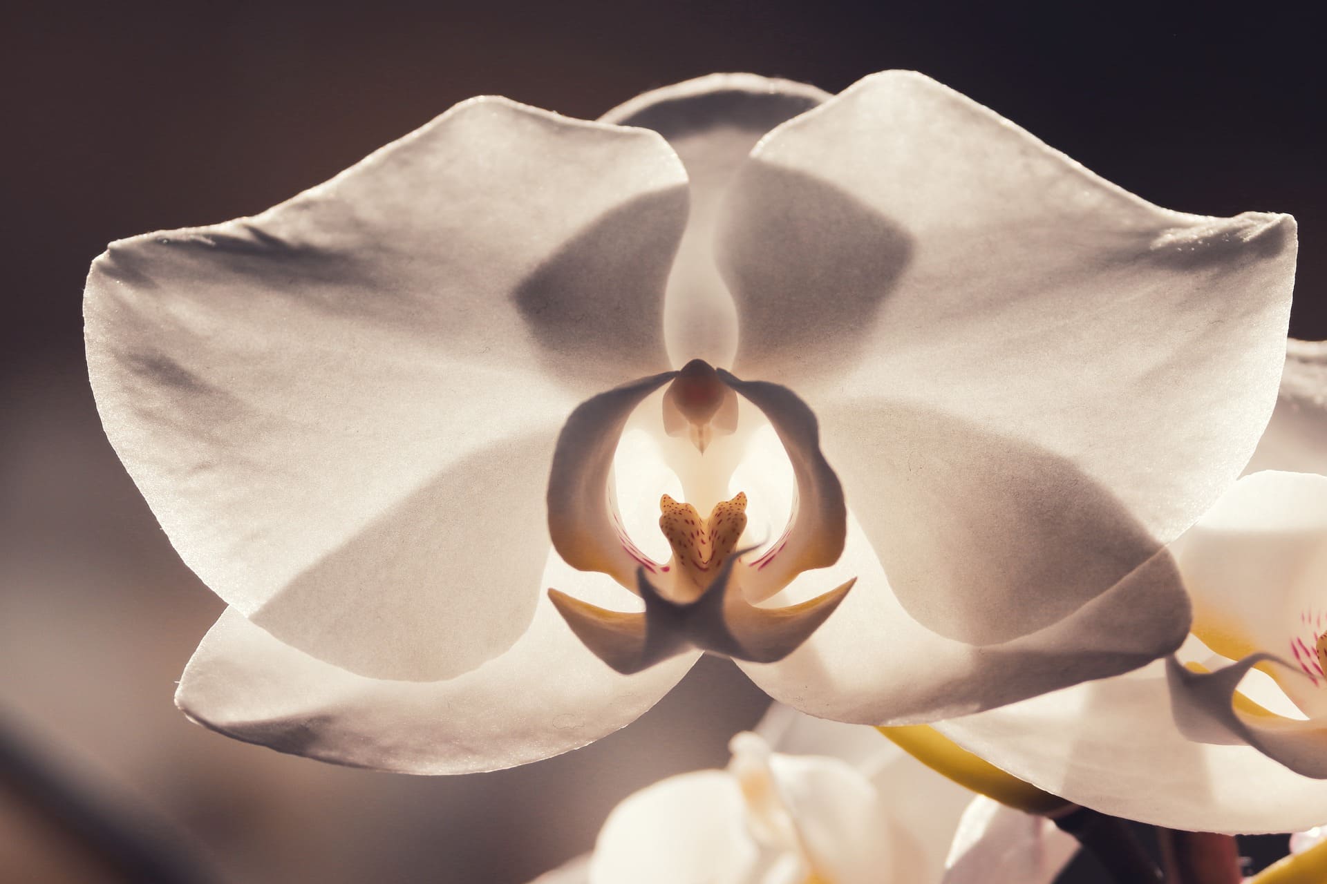 Orchidée Phalaenopsis