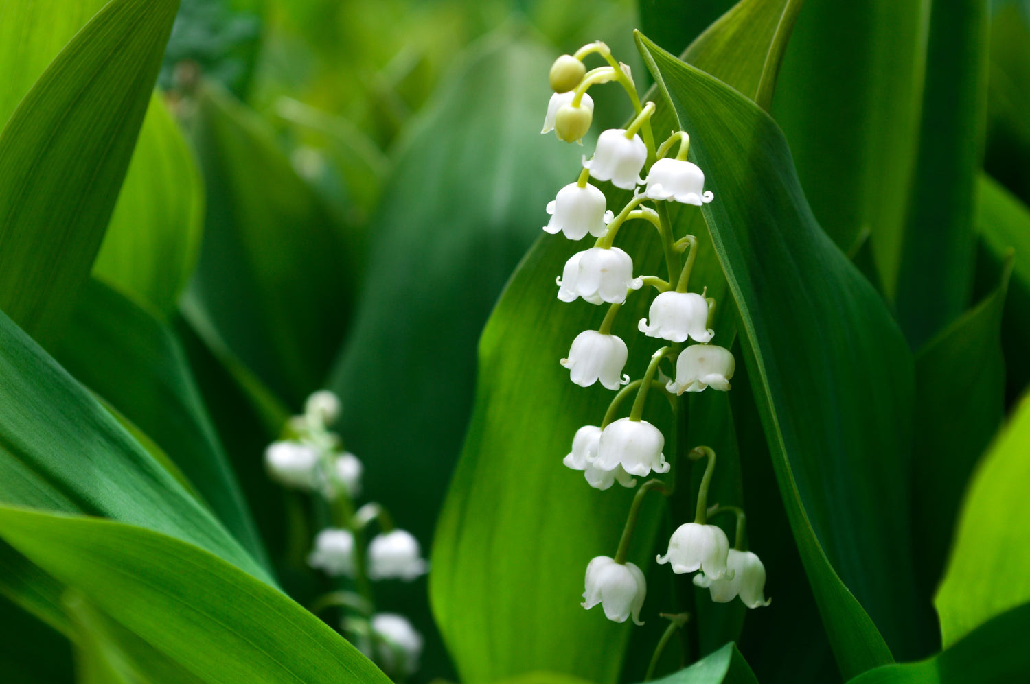 brin de muguet dans une plantation