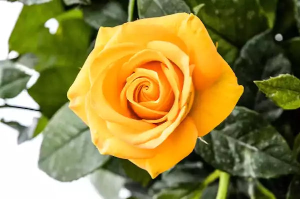 Belle rose jaune seule représentant la gratitude et l'amitié