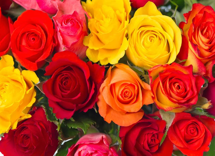 Signification Des Couleurs Des Roses : Guide Complet – Plante ...