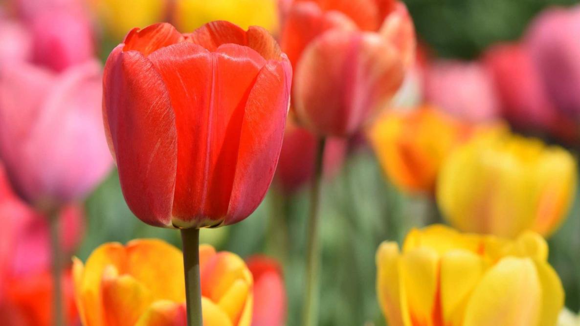 tulipes rouges