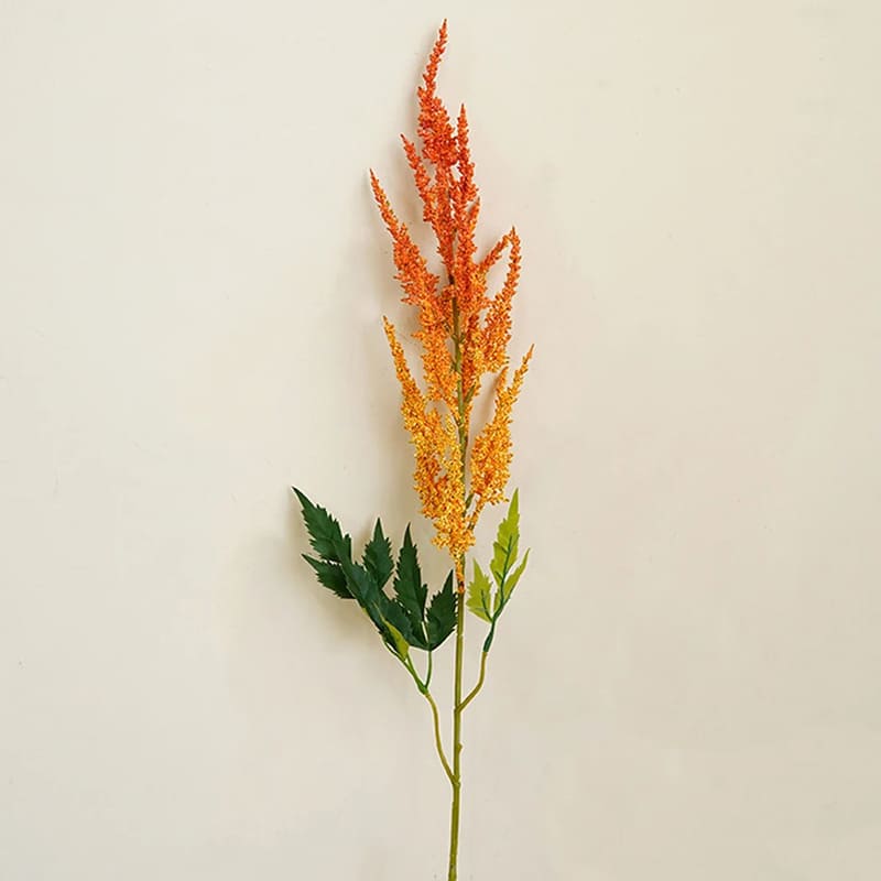 Astilbe de Chine Orange