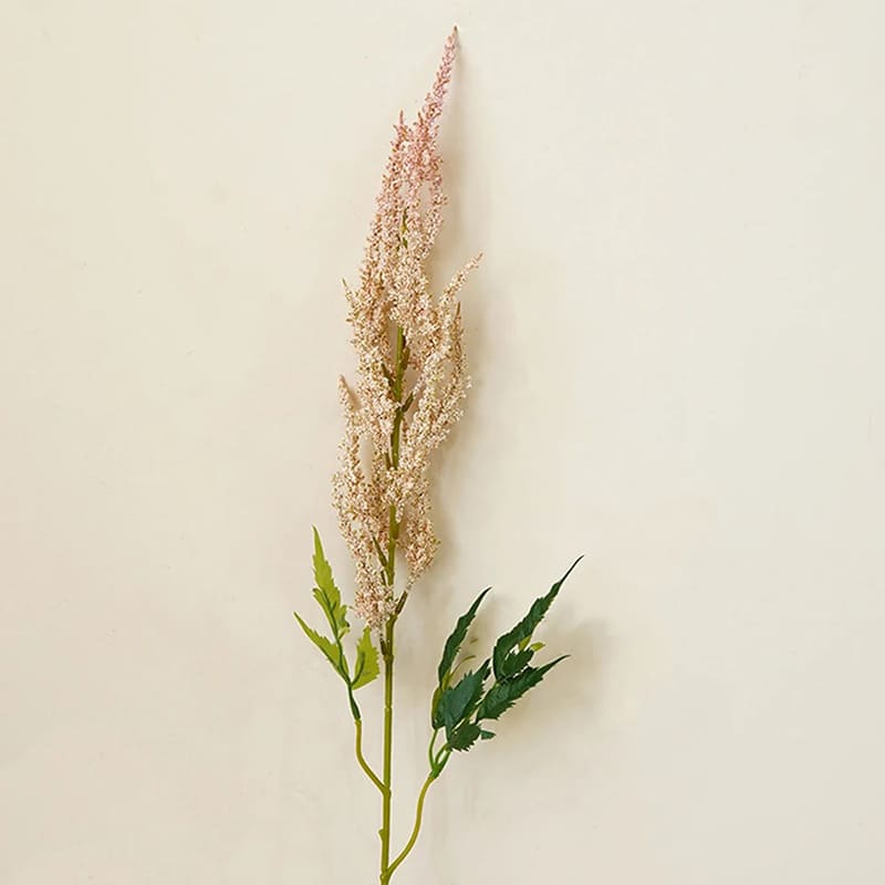 Astilbe de Chine Rose Clair