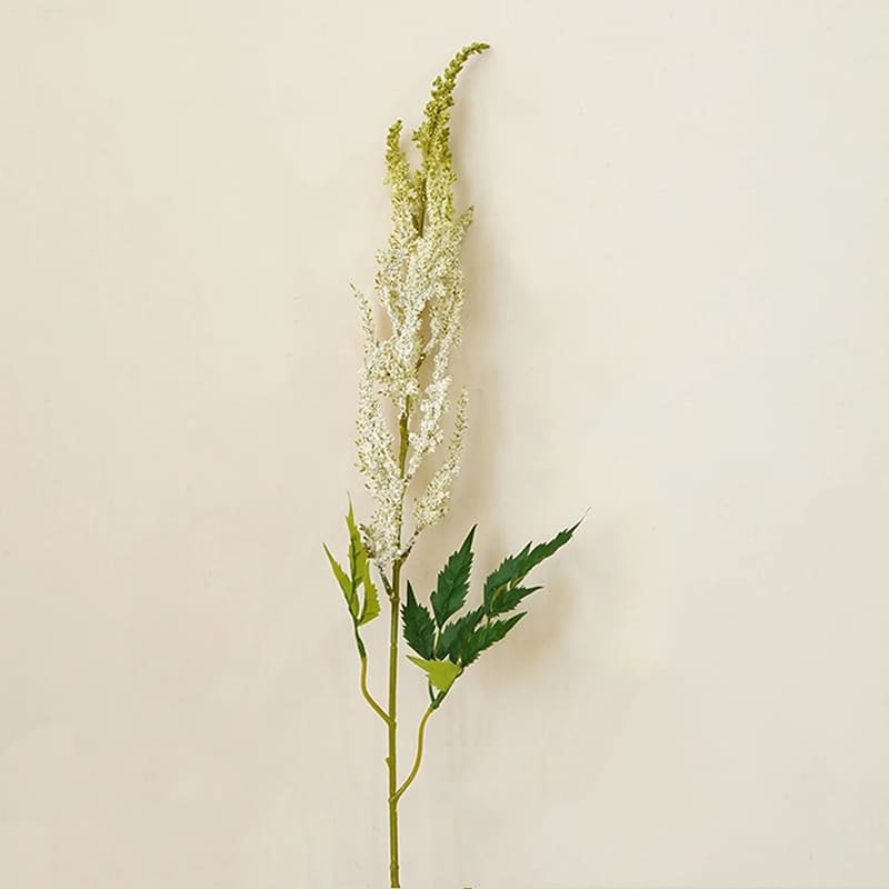 Astilbe de Chine Vert Clair