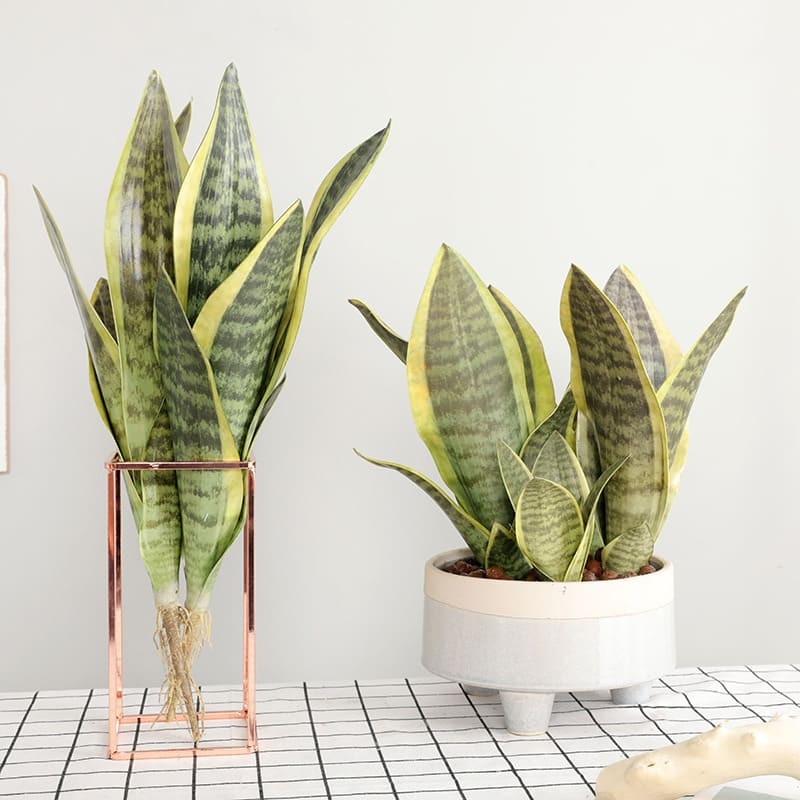 Bouture Sansevieria Plante