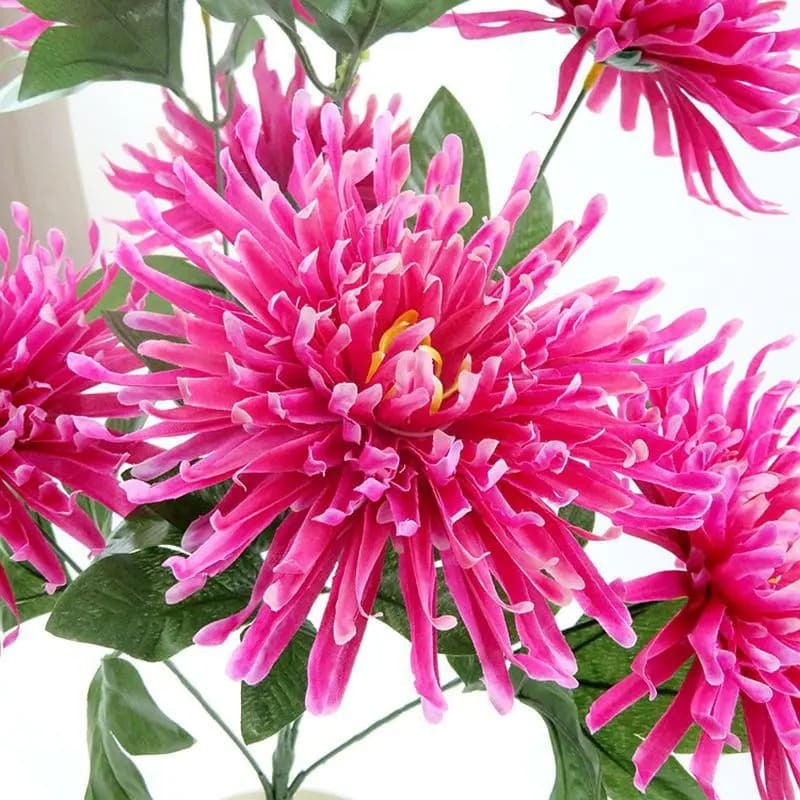 Chrysanthemum Orchid Hélen Fleur