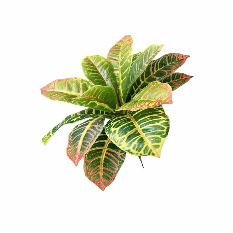 Croton Artificiel