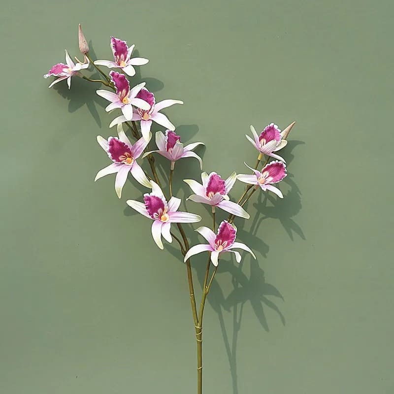 Dendrobium Blanc et Violet