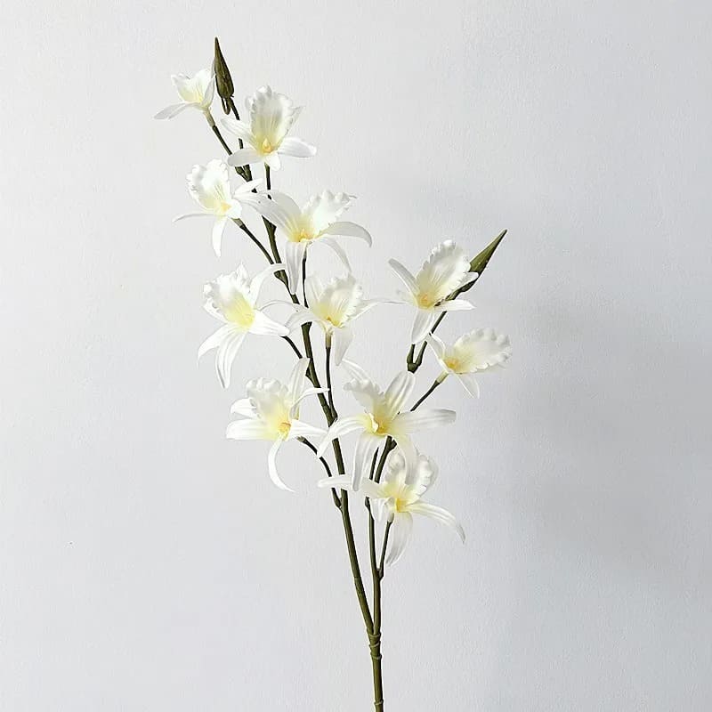 Dendrobium Blanc