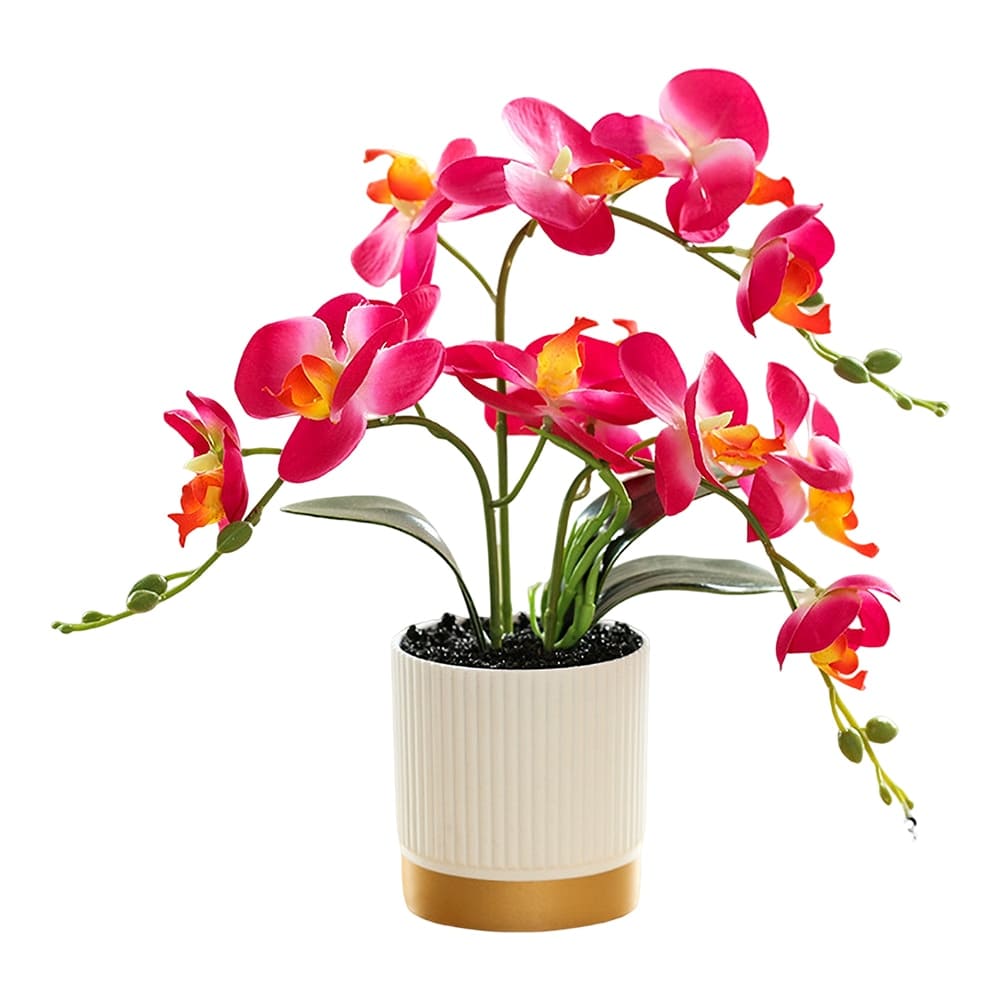 Fausse Orchidée Fuchsia