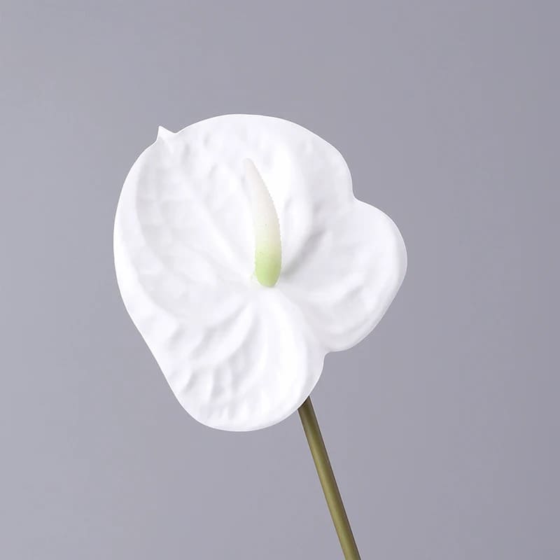 Fleur Anthurium Blanc