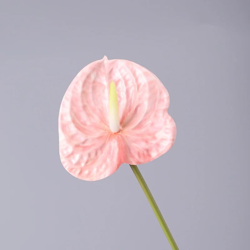 Fleur Anthurium Rose Clair