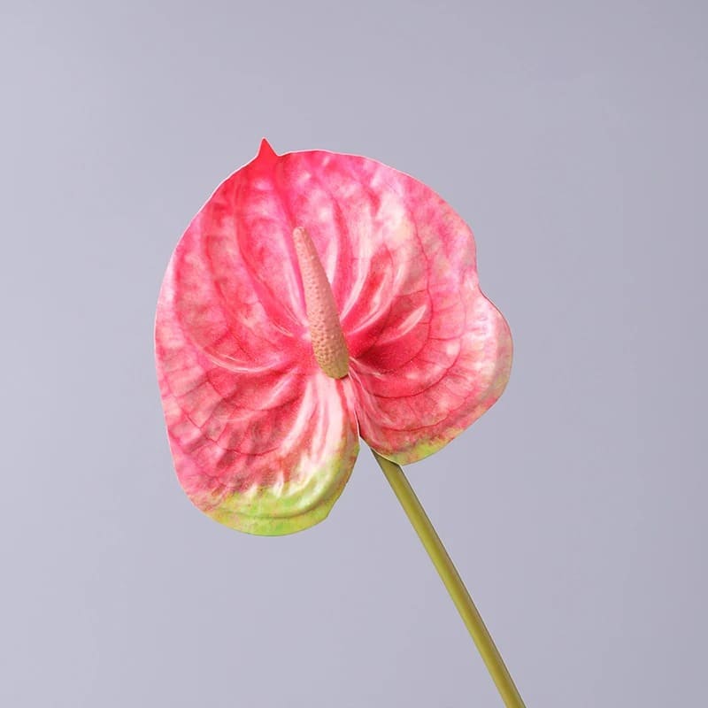 Fleur Anthurium Rose