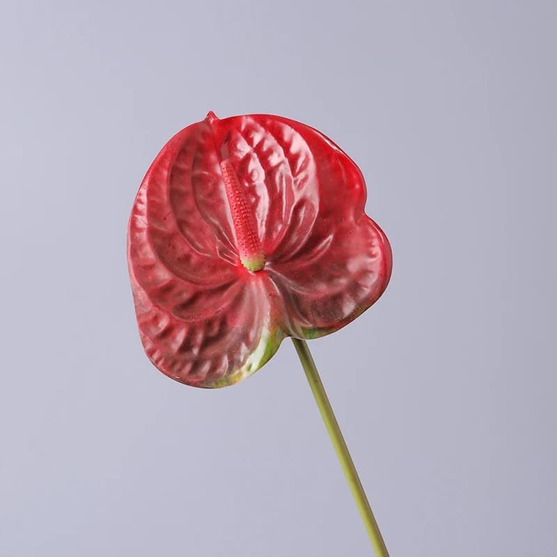 Fleur Anthurium Rouge