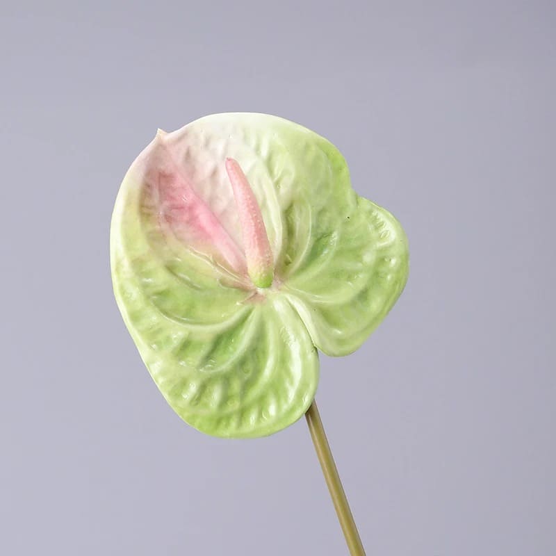 Fleur Anthurium Vert Clair