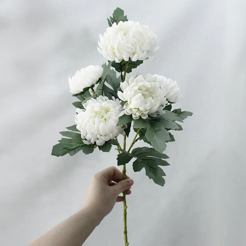 Fleur Chrysanthème Blanc