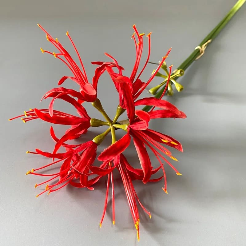 Fleur Higanbana Rouge