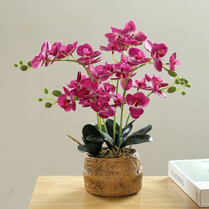 Fleur Orchidée Pourpre