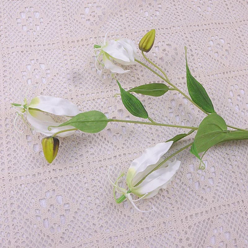 Gloriosa Superba Blanc