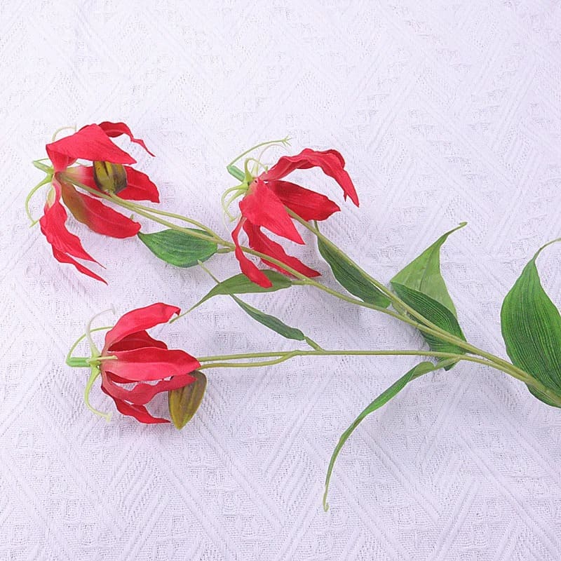 Gloriosa Superba Rouge