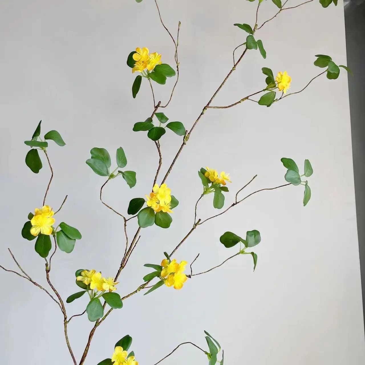 Lignum Vitae Jaune