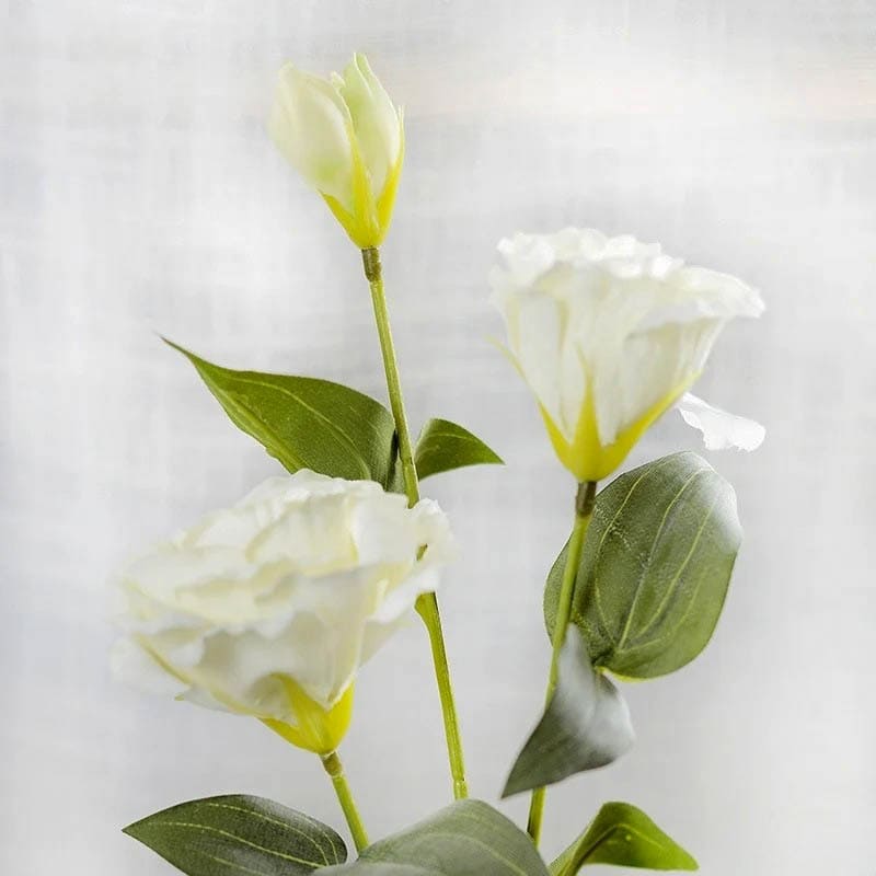 Lisianthus Blanc