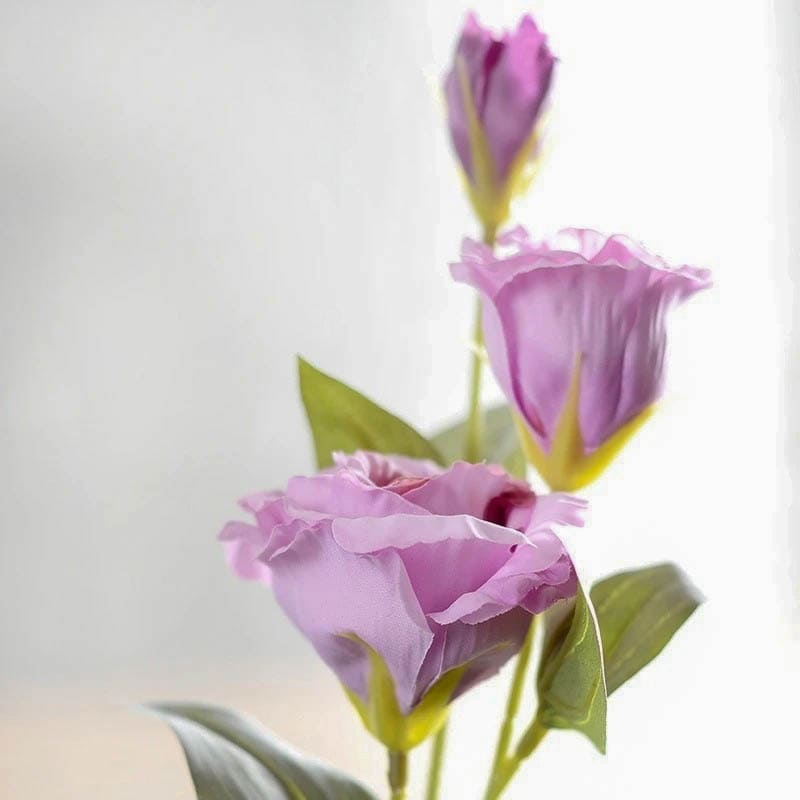 Lisianthus Mauve