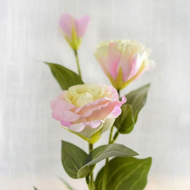 Lisianthus Rose Clair