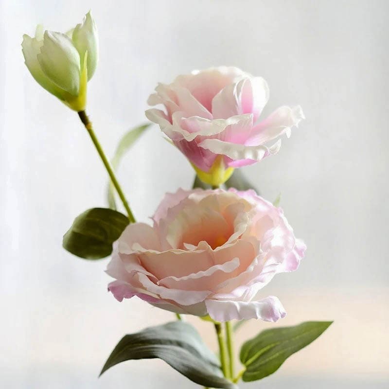 Lisianthus Rose