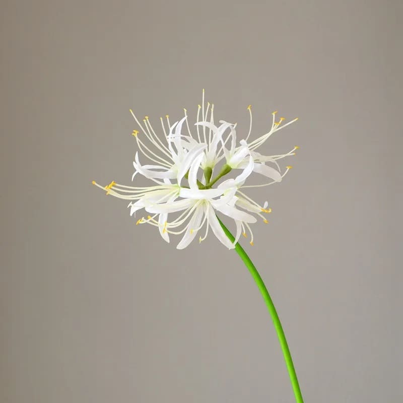 Lycoris Blanc