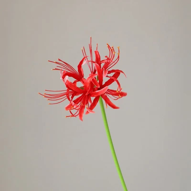 Lycoris Rouge