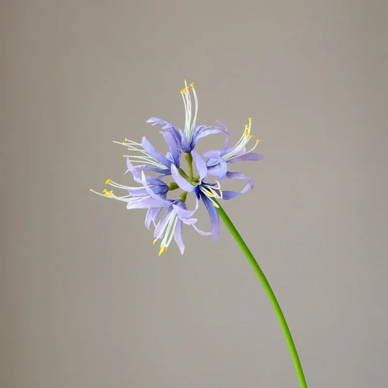 Lycoris Violet Clair