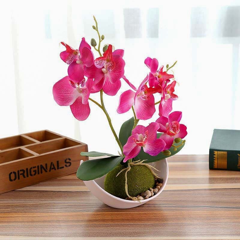 Mini Orchidée Rose