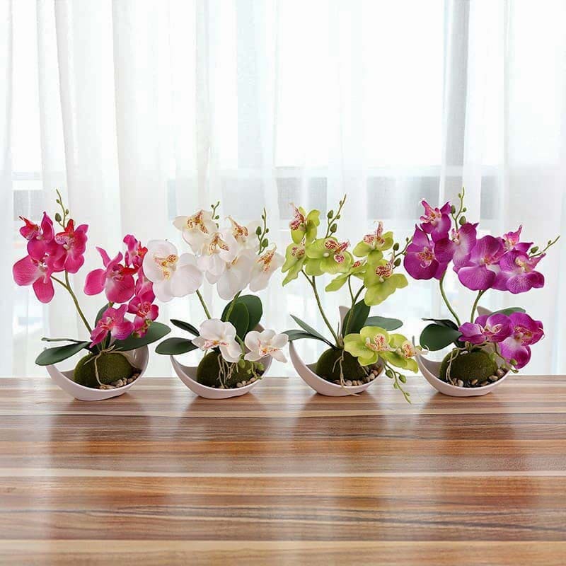 Mini Orchidée