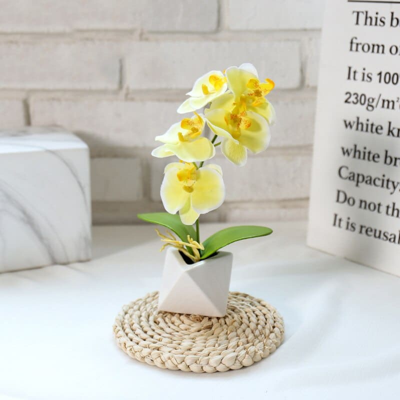 Orchidée Phalaenopsis Jaune