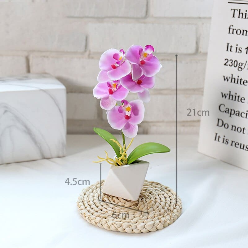 Orchidée Phalaenopsis Pot