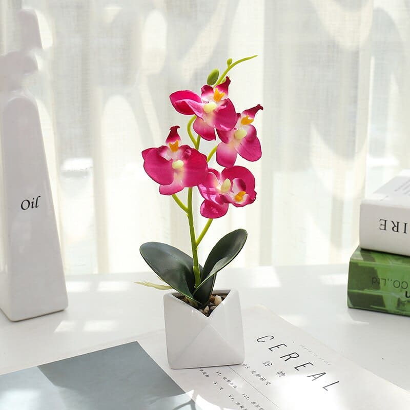 Orchidée Phalaenopsis Rose Foncé