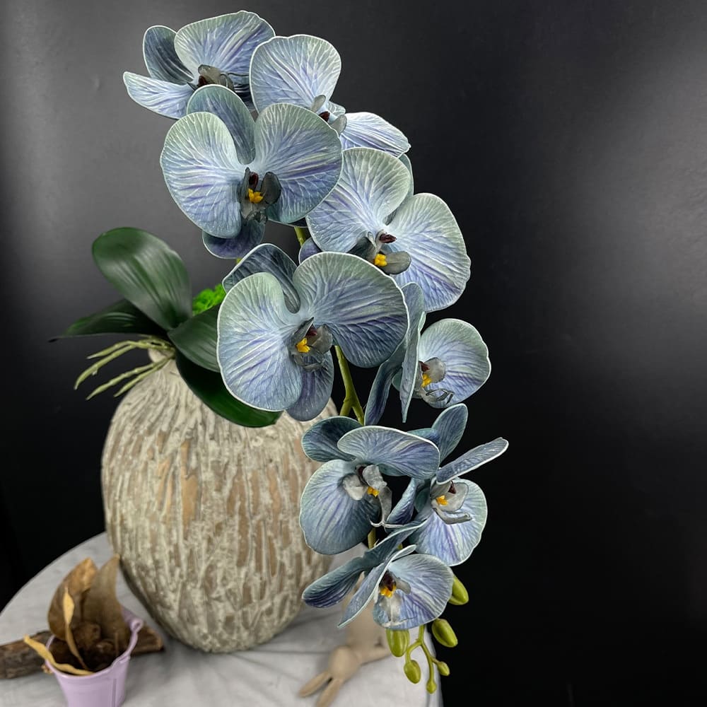 Phalaenopsis Grosse Fleur Bleu