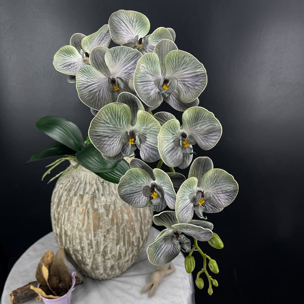 Phalaenopsis Grosse Fleur Vert