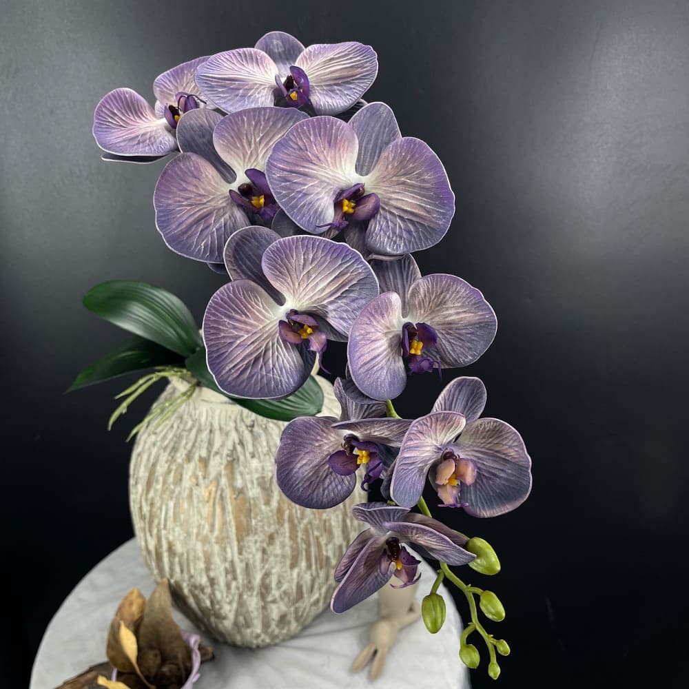 Phalaenopsis Grosse Fleur Violet