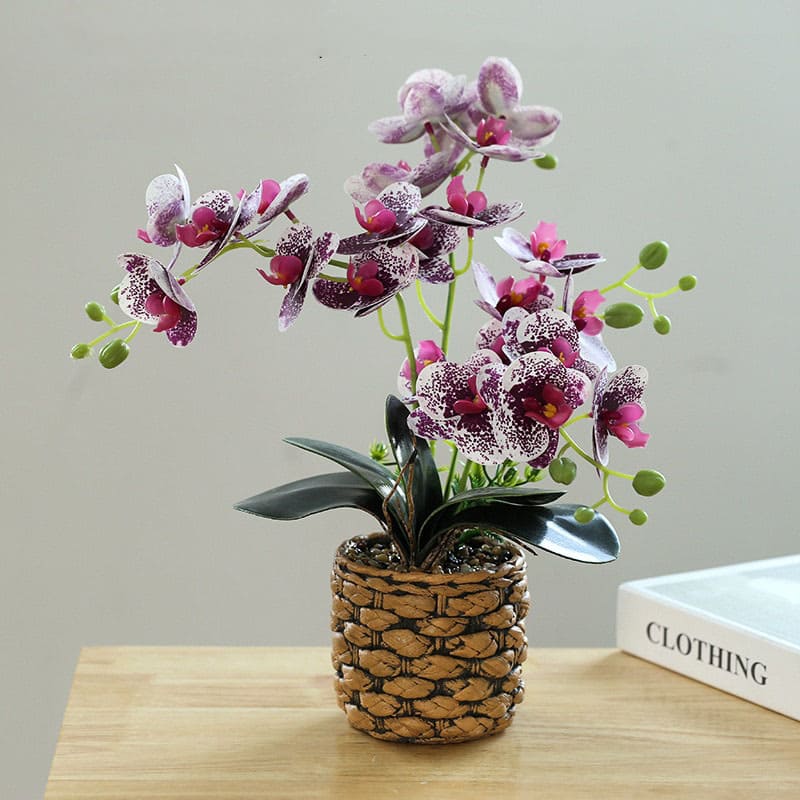 Plantes Orchidées Pourpre Foncé Blanc