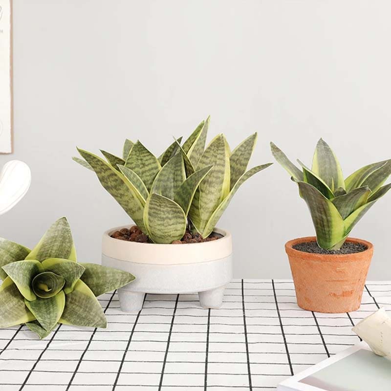 Sansevieria