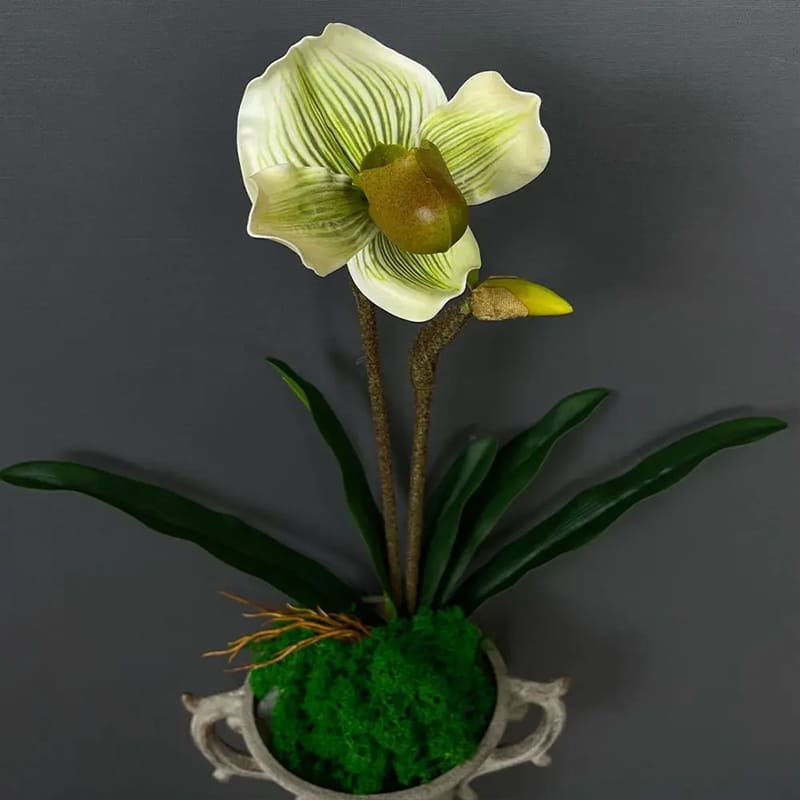 Tige Orchidée Vert