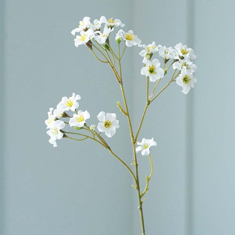 Vernicia fordii Blanc