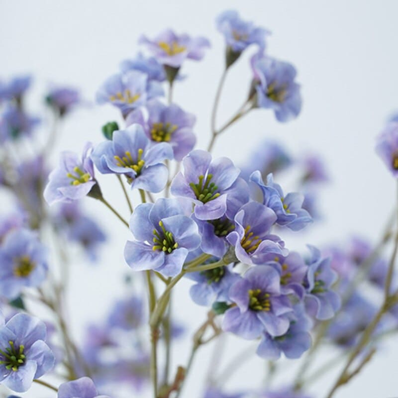 Vernicia fordii Fleurs